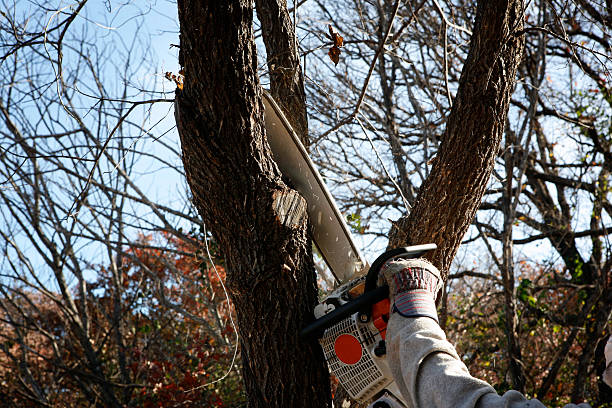 How Our Tree Care Process Works  in  Kilmarnock, VA