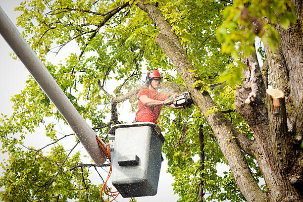 Professional Tree Services in Kilmarnock, VA